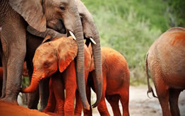 Tsavo East Elephants